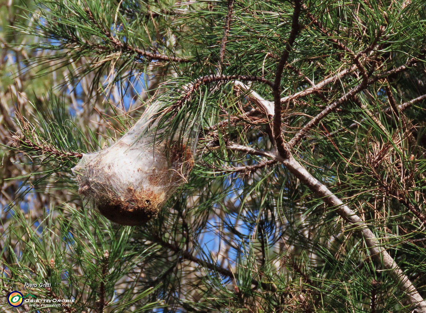 20 Nido di processionaria su pino mugo ad alto fusto.JPG